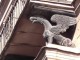 Mohovaya 22      Gryphons, Sphynxes, Chimers, Gargoyles in Saint Petersburg